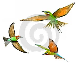 Blue-tailed Bee-eater in flight isolated on white background