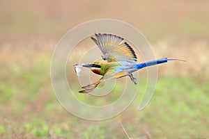 Blue-tailed Bee-eater flying