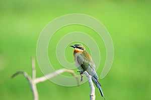 Blue tailed bee eater on green background