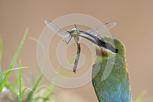 Blue-tailed bee-eater hunting dragonfly