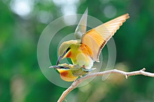 Blue-Tailed Bee Eater Mating