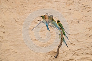 Blue-tailed Bee-eater Merops philippinus