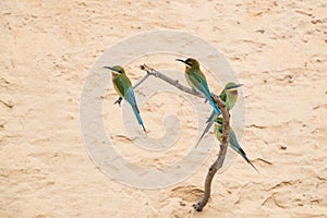 Blue-tailed Bee-eater Merops philippinus