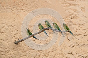 Blue-tailed Bee-eater Merops philippinus