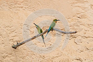 Blue-tailed Bee-eater Merops philippinus