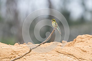 Blue-tailed Bee-eater Merops philippinus