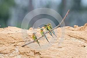 Blue-tailed Bee-eater Merops philippinus