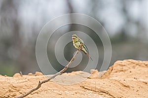 Blue-tailed Bee-eater Merops philippinus