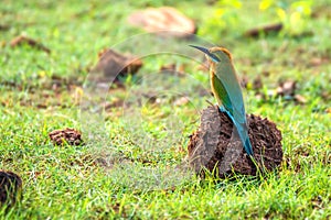 Blue-tailed Bee-eater or Merops philippinus