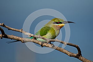 Blue-tailed Bee-eater - Merops philippinus