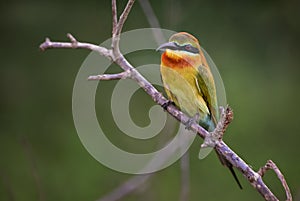 Blue-tailed Bee-eater - Merops philippinus