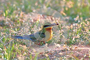 Blue-tailed Bee-eater: Merops philippinus