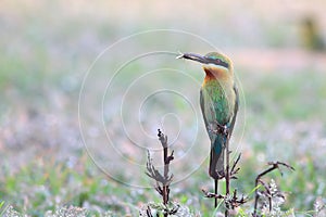 Blue-tailed Bee-eater: Merops philippinus