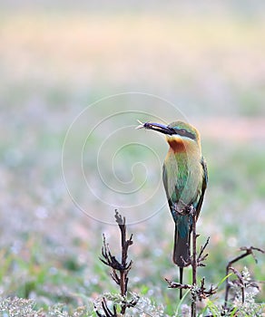 Blue-tailed Bee-eater: Merops philippinus