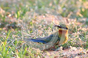 Blue-tailed Bee-eater: Merops philippinus