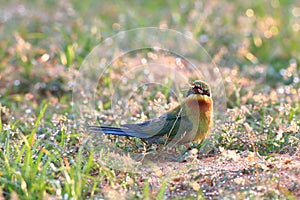 Blue-tailed Bee-eater: Merops philippinus
