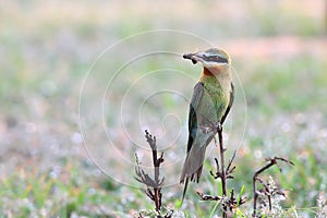 Blue-tailed Bee-eater: Merops philippinus