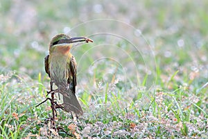 Blue-tailed Bee-eater: Merops philippinus