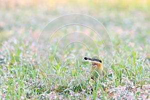 Blue-tailed Bee-eater: Merops philippinus