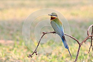 Blue-tailed Bee-eater: Merops philippinus