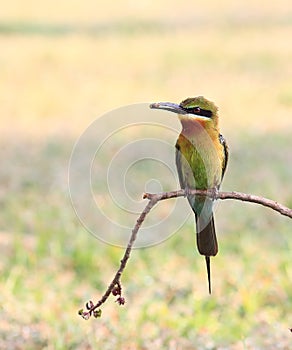 Blue-tailed Bee-eater: Merops philippinus