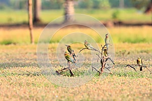 Blue-tailed Bee-eater: Merops philippinus