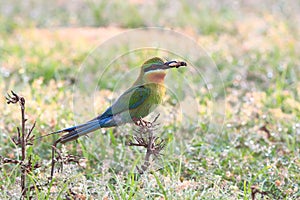 Blue-tailed Bee-eater: Merops philippinus