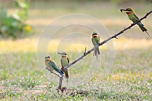 Blue-tailed Bee-eater: Merops philippinus