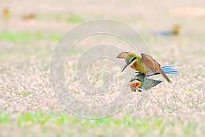 Blue-tailed Bee-eater: Merops philippinus