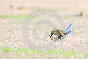 Blue-tailed Bee-eater: Merops philippinus