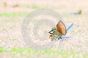 Blue-tailed Bee-eater: Merops philippinus