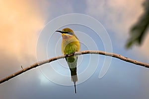 Blue-tailed Bee-eater Merops philippinus