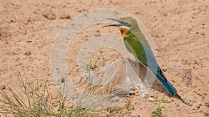 Blue-tailed Bee-eater (Merops philippinus)