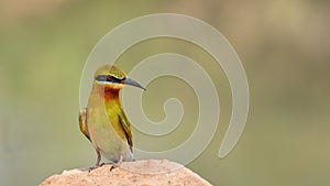 Blue-tailed Bee-eater (Merops philippinus)