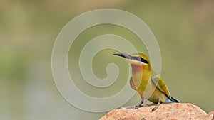 Blue-tailed Bee-eater (Merops philippinus)