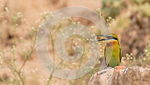 Blue-tailed Bee-eater (Merops philippinus)