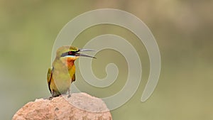 Blue-tailed Bee-eater (Merops philippinus)