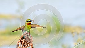 Blue-tailed Bee-eater (Merops philippinus)