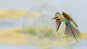 Blue-tailed Bee-eater (Merops philippinus)