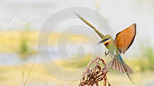 Blue-tailed Bee-eater (Merops philippinus)