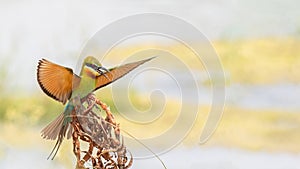 Blue-tailed Bee-eater (Merops philippinus)