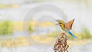 Blue-tailed Bee-eater (Merops philippinus)