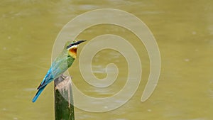 Blue-tailed Bee-eater (Merops philippinus)