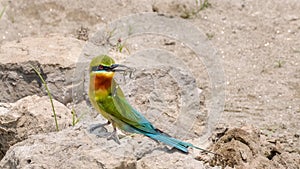 Blue-tailed Bee-eater (Merops philippinus)