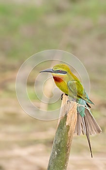 Blue-tailed Bee-eater (Merops philippinus)