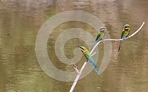 Blue-tailed Bee-eater (Merops philippinus)