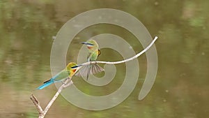 Blue-tailed Bee-eater (Merops philippinus)