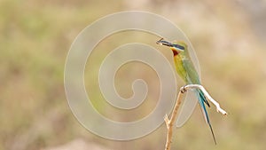 Blue-tailed Bee-eater (Merops philippinus)