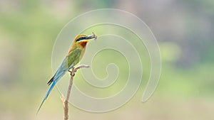 Blue-tailed Bee-eater (Merops philippinus)