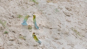 Blue-tailed Bee-eater (Merops philippinus)